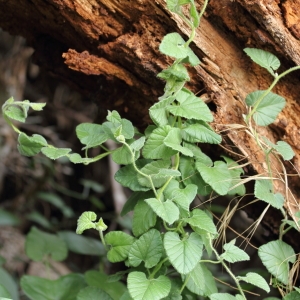 Photographie n°66426 du taxon Convolvulus althaeoides L.