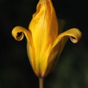 Photographie n°66490 du taxon Tulipa sylvestris L. [1753]