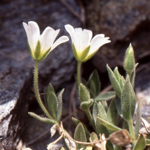  - Cerastium latifolium L. [1753]
