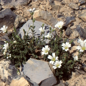  - Cerastium latifolium L. [1753]