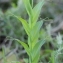  Marie  Portas - Lathyrus ochrus (L.) DC. [1805]