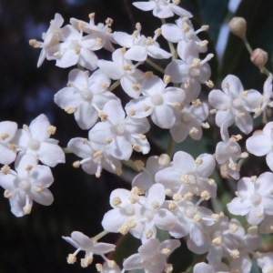 Photographie n°66554 du taxon Sambucus nigra L. [1753]