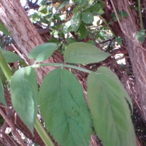 Photographie n°66556 du taxon Sambucus nigra L. [1753]