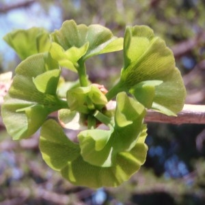 Photographie n°66560 du taxon Ginkgo biloba L. [1771]