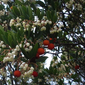 Photographie n°66614 du taxon Arbutus unedo L. [1753]