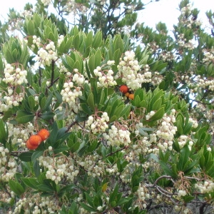 Photographie n°66616 du taxon Arbutus unedo L. [1753]