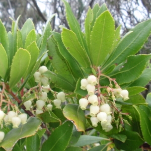 Photographie n°66618 du taxon Arbutus unedo L. [1753]