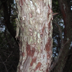 Photographie n°66623 du taxon Arbutus unedo L. [1753]