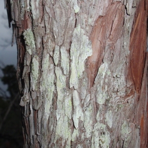 Photographie n°66629 du taxon Arbutus unedo L. [1753]