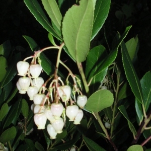 Photographie n°66635 du taxon Arbutus unedo L. [1753]