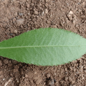 Photographie n°66650 du taxon Arbutus unedo L. [1753]