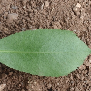 Photographie n°66651 du taxon Arbutus unedo L. [1753]