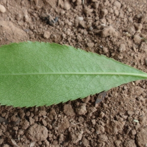 Photographie n°66653 du taxon Arbutus unedo L. [1753]