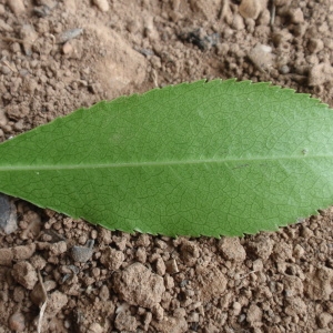 Photographie n°66654 du taxon Arbutus unedo L. [1753]