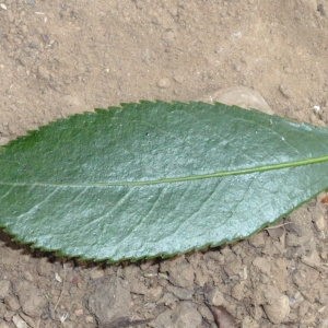 Photographie n°66657 du taxon Arbutus unedo L. [1753]