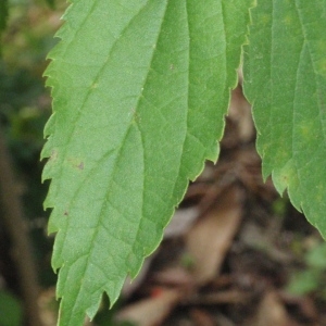 Photographie n°66675 du taxon Celtis australis L. [1753]