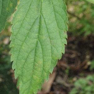 Photographie n°66676 du taxon Celtis australis L. [1753]