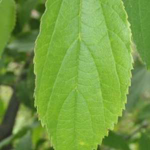 Photographie n°66680 du taxon Celtis australis L. [1753]