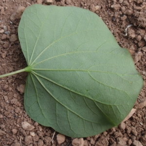 Photographie n°66684 du taxon Cercis siliquastrum L. [1753]