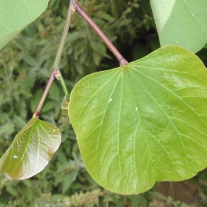 Photographie n°66696 du taxon Cercis siliquastrum L. [1753]