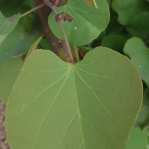 Photographie n°66698 du taxon Cercis siliquastrum L. [1753]