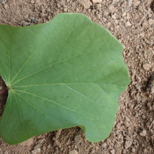 Photographie n°66700 du taxon Cercis siliquastrum L. [1753]