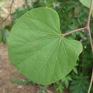 Photographie n°66703 du taxon Cercis siliquastrum L. [1753]