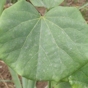 Photographie n°66704 du taxon Cercis siliquastrum L. [1753]