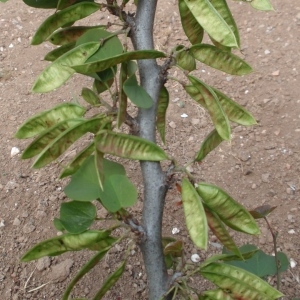 Photographie n°66708 du taxon Cercis siliquastrum L. [1753]