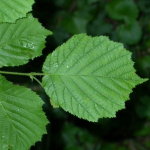 Photographie n°66717 du taxon Corylus avellana L. [1753]