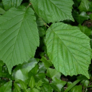 Photographie n°66722 du taxon Corylus avellana L. [1753]