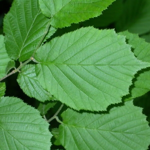 Photographie n°66726 du taxon Corylus avellana L. [1753]