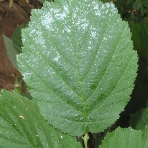 Photographie n°66734 du taxon Corylus avellana L. [1753]