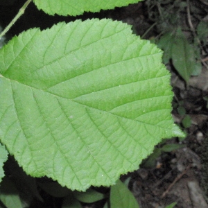 Photographie n°66742 du taxon Corylus avellana L. [1753]