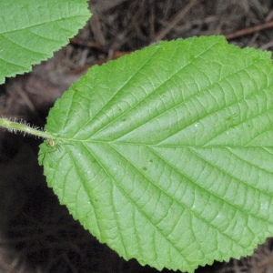 Photographie n°66746 du taxon Corylus avellana L. [1753]