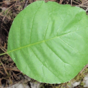 Photographie n°66749 du taxon Cotinus coggygria Scop. [1771]