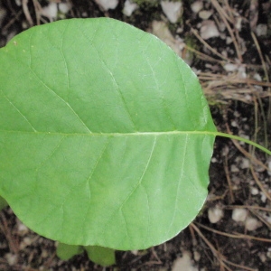 Photographie n°66751 du taxon Cotinus coggygria Scop. [1771]