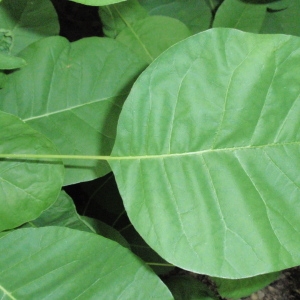 Photographie n°66753 du taxon Cotinus coggygria Scop. [1771]