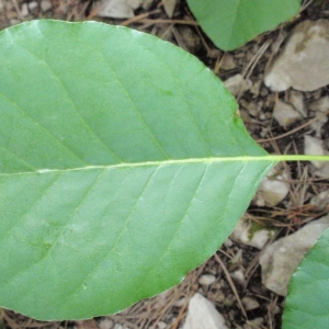 Photographie n°66755 du taxon Cotinus coggygria Scop. [1771]