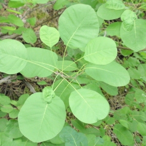 Photographie n°66757 du taxon Cotinus coggygria Scop. [1771]