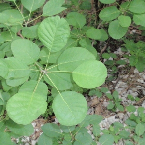 Photographie n°66760 du taxon Cotinus coggygria Scop. [1771]