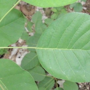 Photographie n°66761 du taxon Cotinus coggygria Scop. [1771]