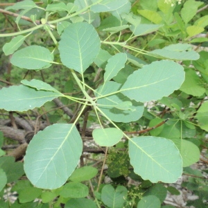 Photographie n°66766 du taxon Cotinus coggygria Scop. [1771]