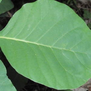 Photographie n°66781 du taxon Cotinus coggygria Scop. [1771]