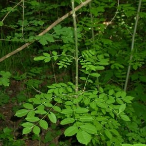 Photographie n°66798 du taxon Fraxinus excelsior L. [1753]