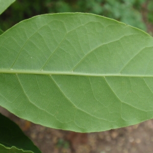 Photographie n°66808 du taxon Laurus nobilis L. [1753]