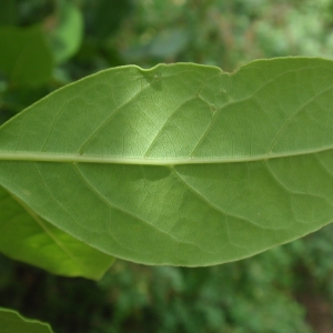 Photographie n°66809 du taxon Laurus nobilis L. [1753]