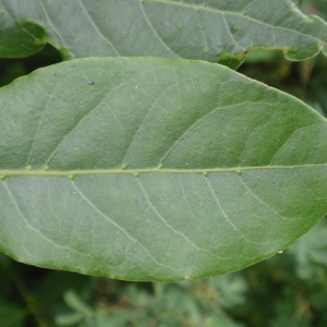 Photographie n°66815 du taxon Laurus nobilis L. [1753]