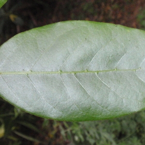 Photographie n°66830 du taxon Laurus nobilis L. [1753]