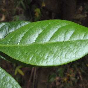 Photographie n°66831 du taxon Laurus nobilis L. [1753]